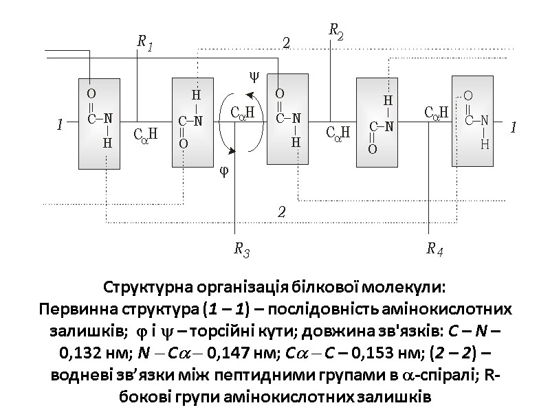 Структурна організація білкової молекули: Первинна структура (1 – 1) – послідовність амінокислотних залишків; 